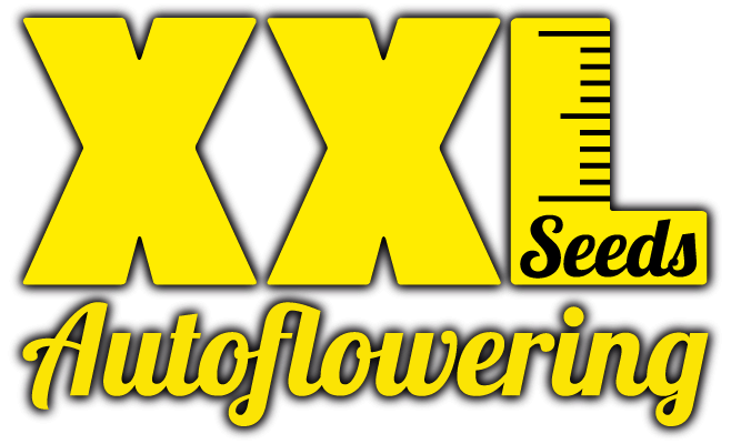 XXL Seeds - Autoflowering